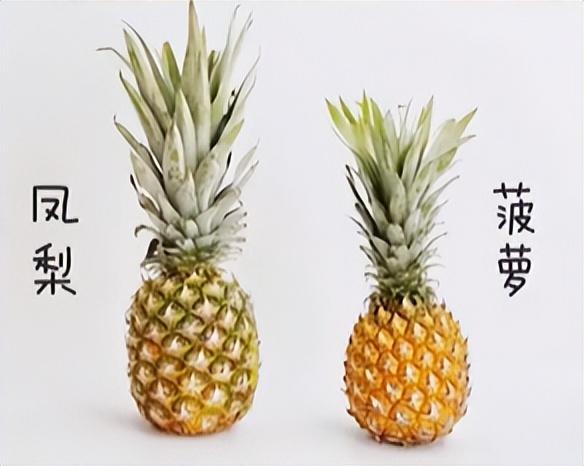 波萝和凤梨是同一种水果吗(菠萝和凤梨是同一种水果吗)插图2