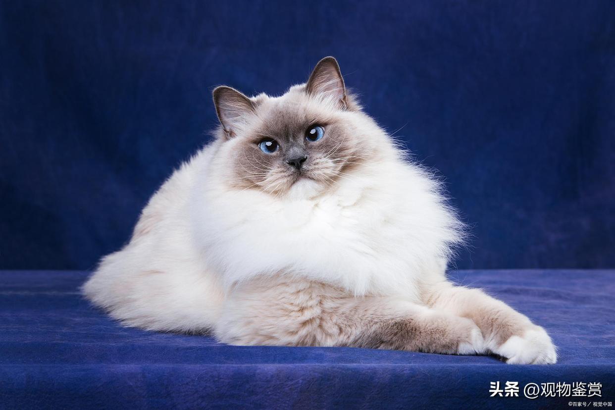 布偶猫的智商是怎样的(布偶猫智商是人的多少)插图