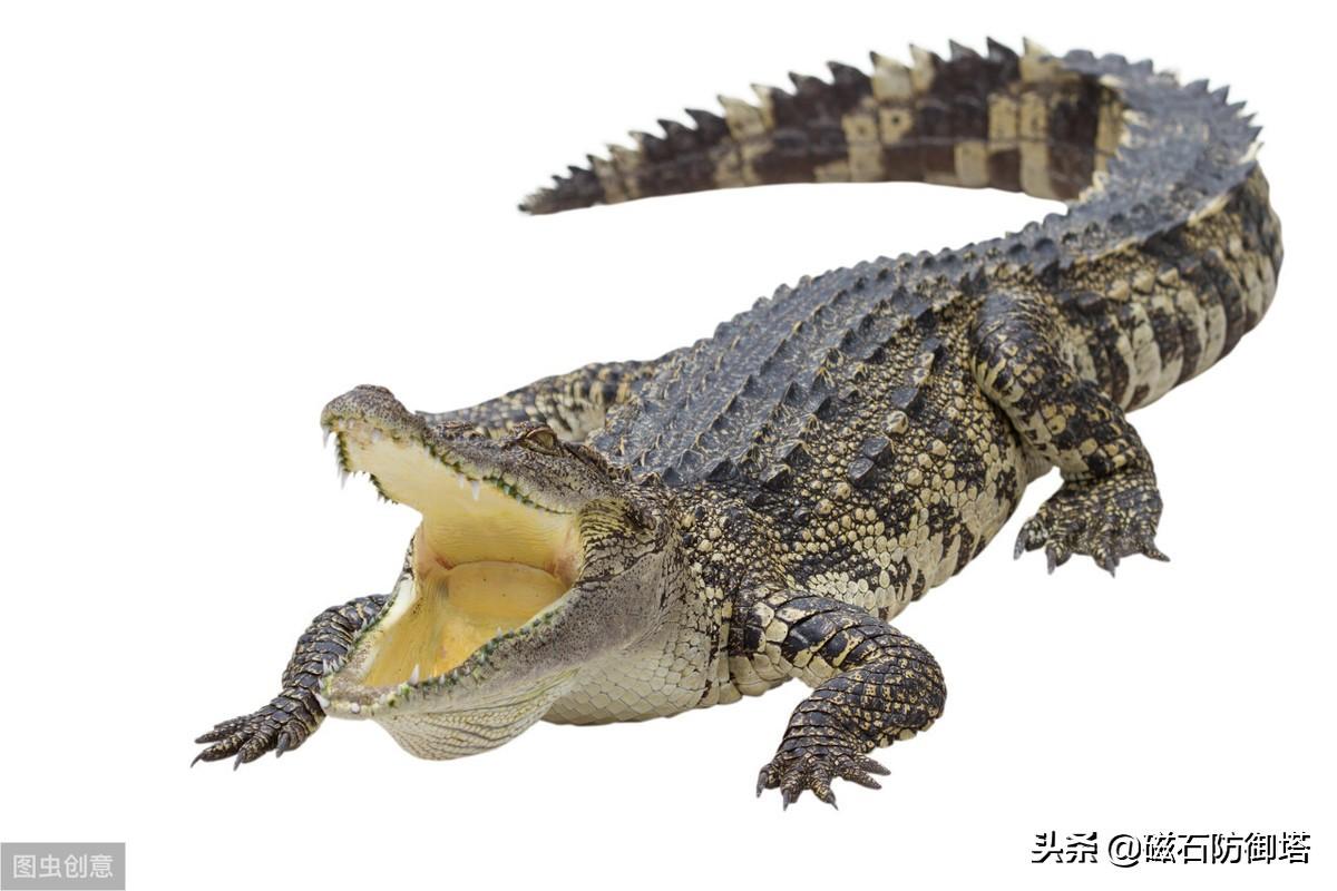 鳄鱼的眼泪传说(鳄鱼的眼泪小说)插图5