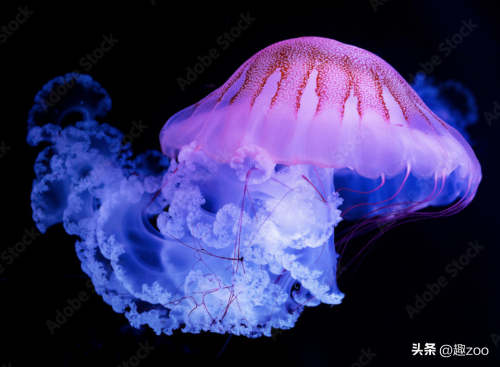 全球最美动物排行榜(世界十大高颜值动物排行)