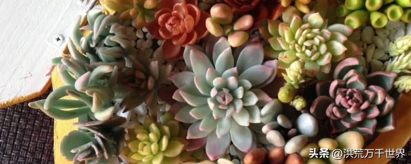 多肉植物多久浇一次水(多肉夏天多久浇一次水)插图