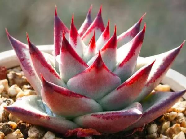 十大养皮肤食物排行榜(十大皮肤管理连锁品牌排行榜)