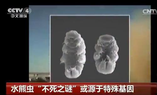 水熊虫的危害有哪些(水熊虫的危害图片大全)插图 水熊虫的危害有哪些(水熊虫的危害图片大全)插图