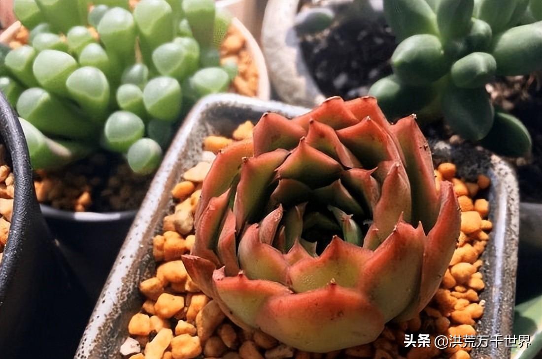 多肉移盆方法(多肉移盆方法图解)