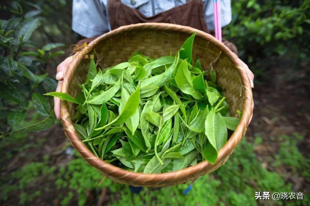 龙井茶原产地是哪里(龙井茶的原产地)插图1