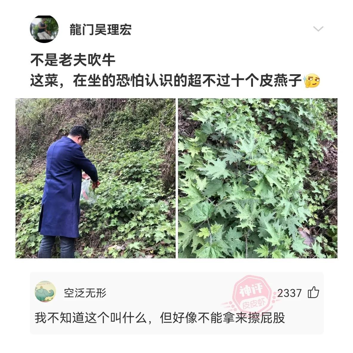 世界前50民族人口排名表(世界民族人口最多排名)插图12 世界前50民族人口排名表(世界民族人口最多排名)插图12