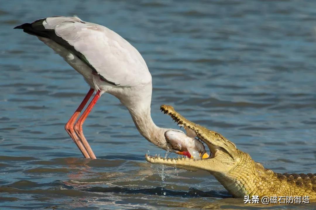 鳄鱼的眼泪传说(鳄鱼的眼泪小说)插图2