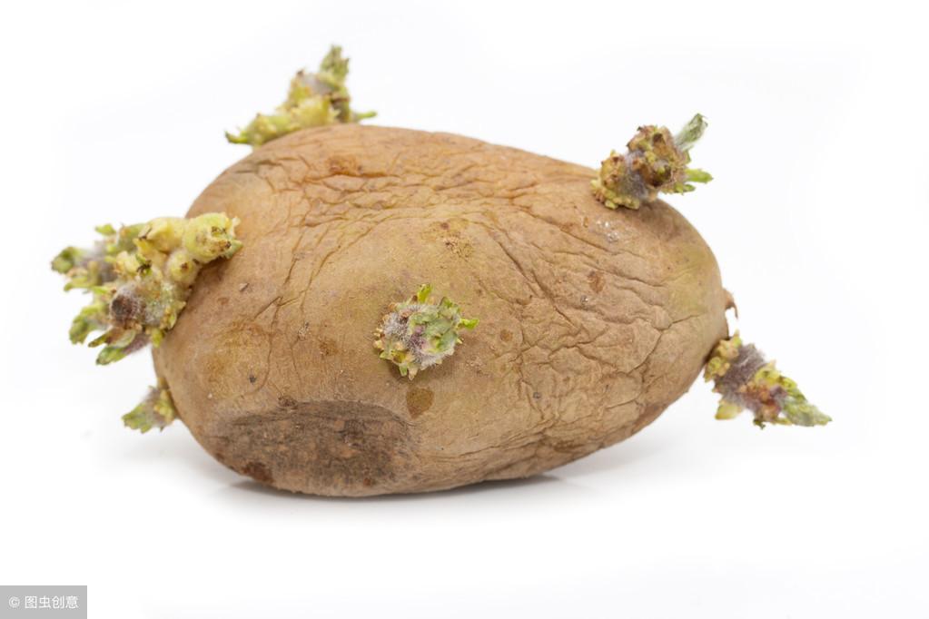 土豆发芽还能吃吗(土豆发一点芽能吃吗)插图1 土豆发芽还能吃吗(土豆发一点芽能吃吗)插图1