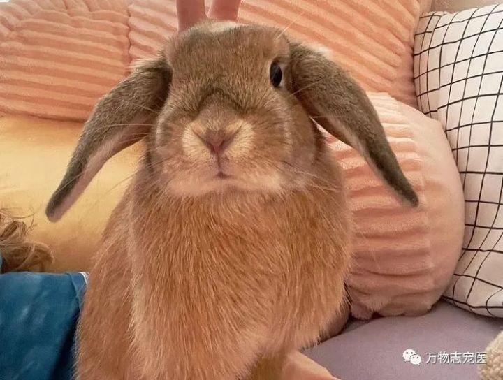 感觉兔子能听懂人的话(没人听过兔子说的话)插图3 感觉兔子能听懂人的话(没人听过兔子说的话)插图3