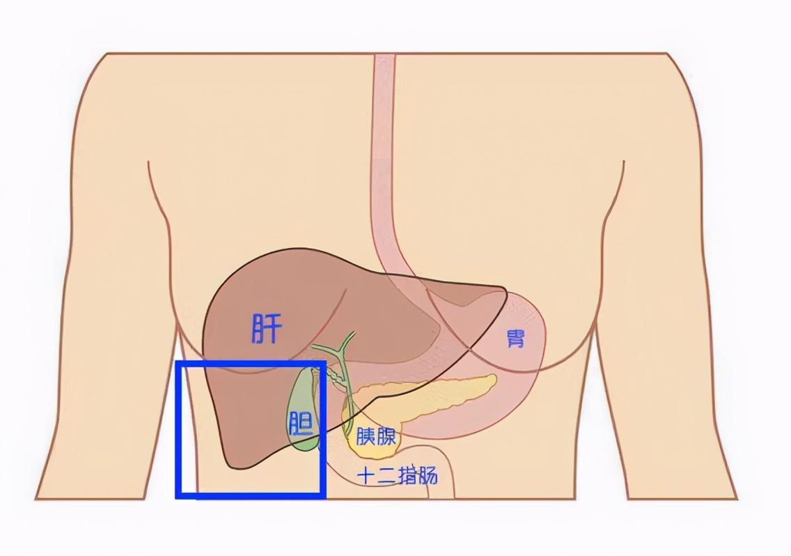 胃的位置在哪里(胃的位置在哪里图片大全)插图1