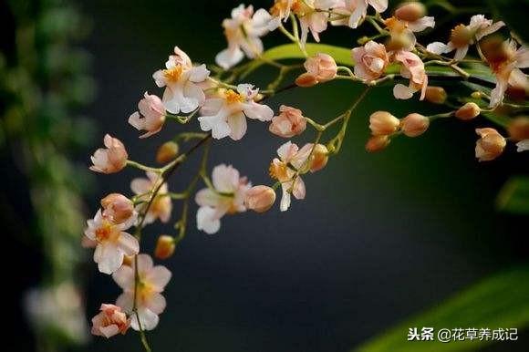 文心兰怎么养(文心兰买回家怎么养)