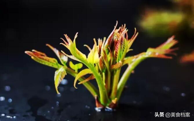 香椿芽怎么腌制好吃(香椿芽怎么腌制好吃又不坏)插图1