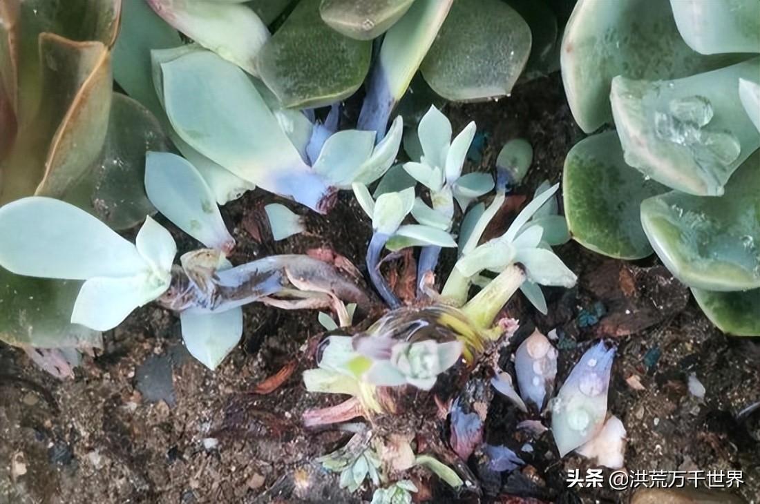 多肉黑腐的土还能用吗(黑腐的土还能用吗)插图1