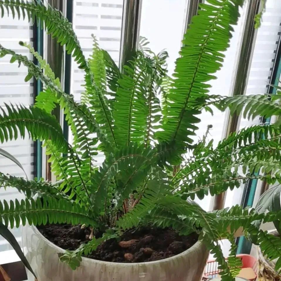 什么花可以吸甲醛(什么花防甲醛最好养)插图4