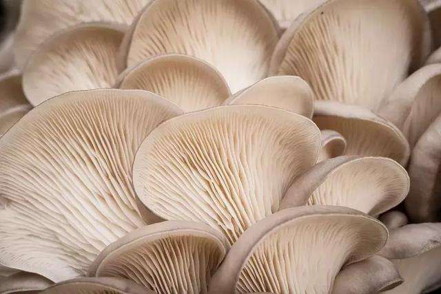 蘑菇的功效与作用(白蘑菇的功效与作用)