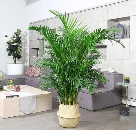 室内最好的绿植排行榜最新(室内绿植排行榜)插图2 室内最好的绿植排行榜最新(室内绿植排行榜)插图2