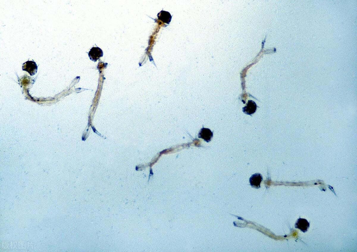 蚊子幼虫几天变成蚊子(蚊子卵几天变成蚊子)插图4