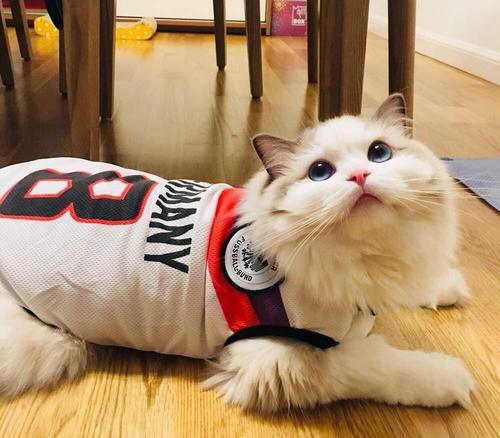 公猫绝育10天后死了正常吗(公猫绝育后突然死了)插图1