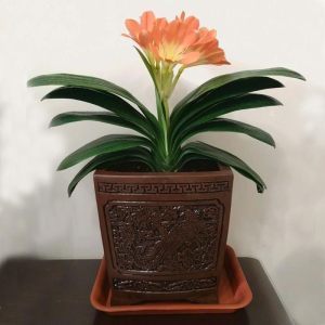 中国十大毒星排行榜(中国十大长寿之星排行榜)