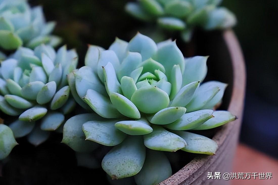 养多肉植物的方法(多肉植物怎么养的)插图1 养多肉植物的方法(多肉植物怎么养的)插图1