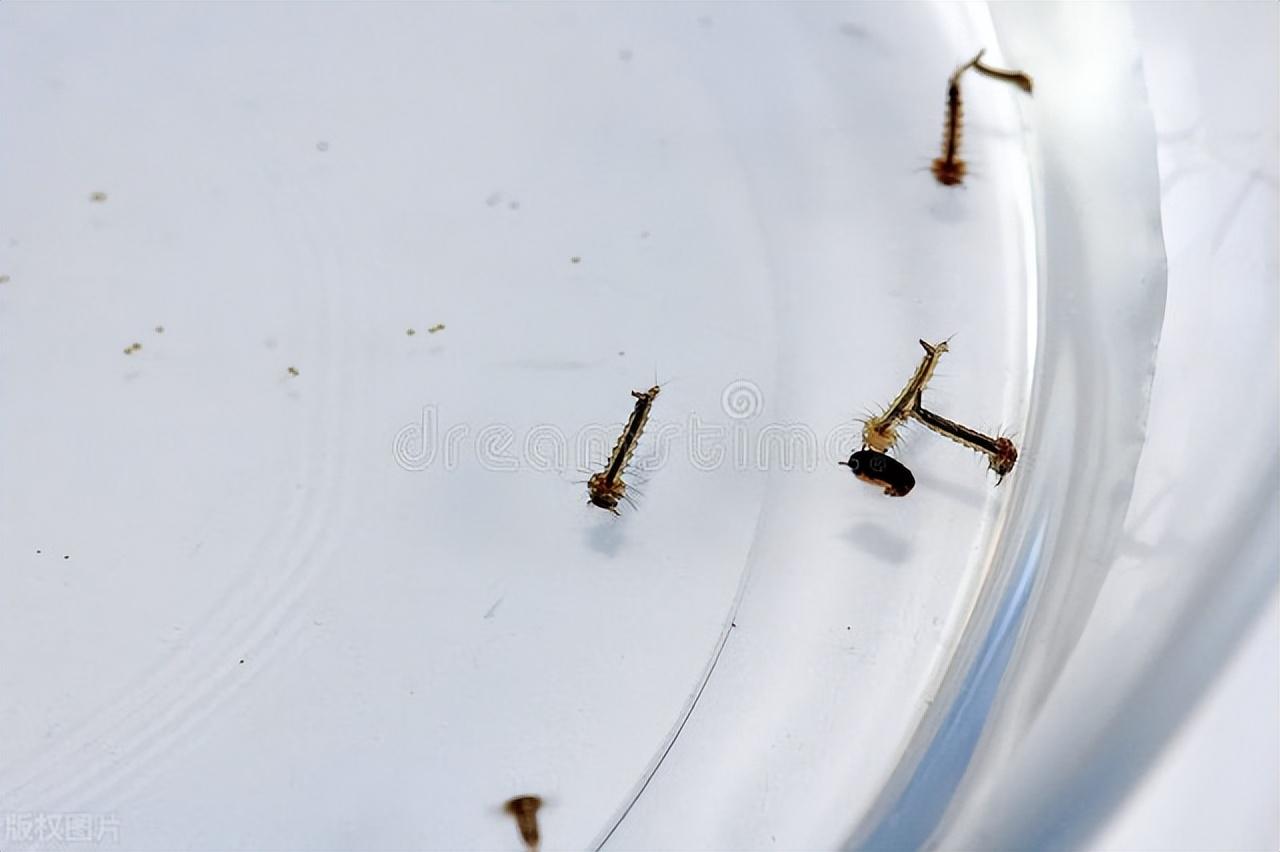 蚊子幼虫几天变成蚊子(蚊子卵几天变成蚊子)插图1