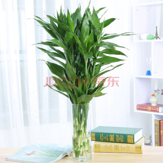 十大阳性植物排行榜(植物洗发露十大排行榜)