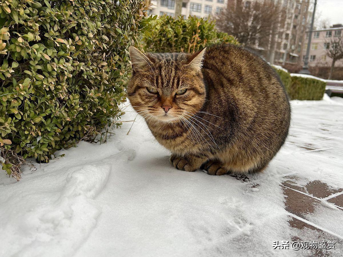 猫为什么会冻死(猫为什么会冻)插图 猫为什么会冻死(猫为什么会冻)插图