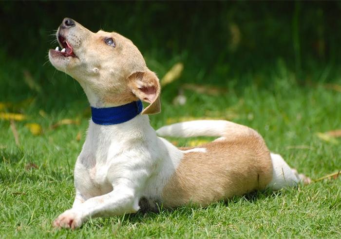 咬人的狗不叫(咬人的狗不叫是真的吗)插图4 咬人的狗不叫(咬人的狗不叫是真的吗)插图4