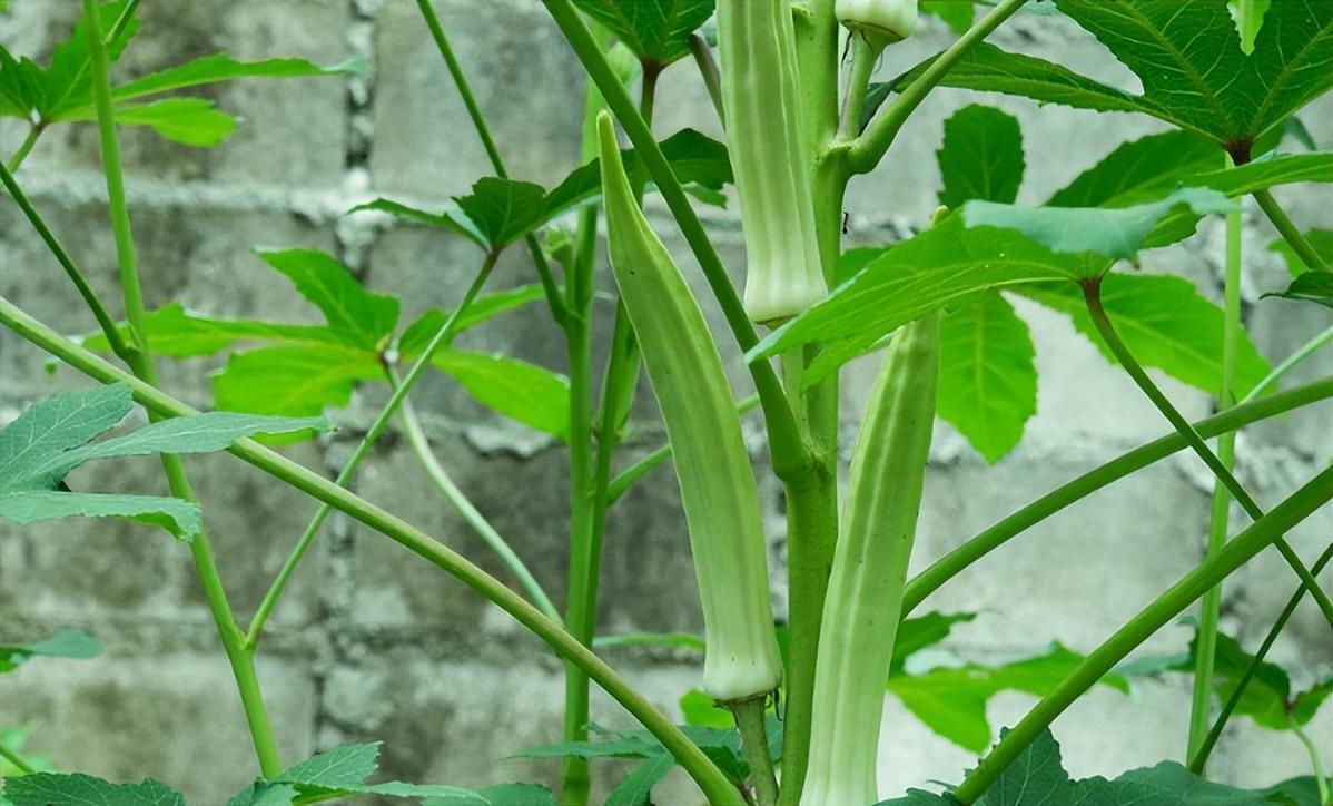 现在农村种植什么农作物赚钱(农村种什么经济作物最赚钱)插图4