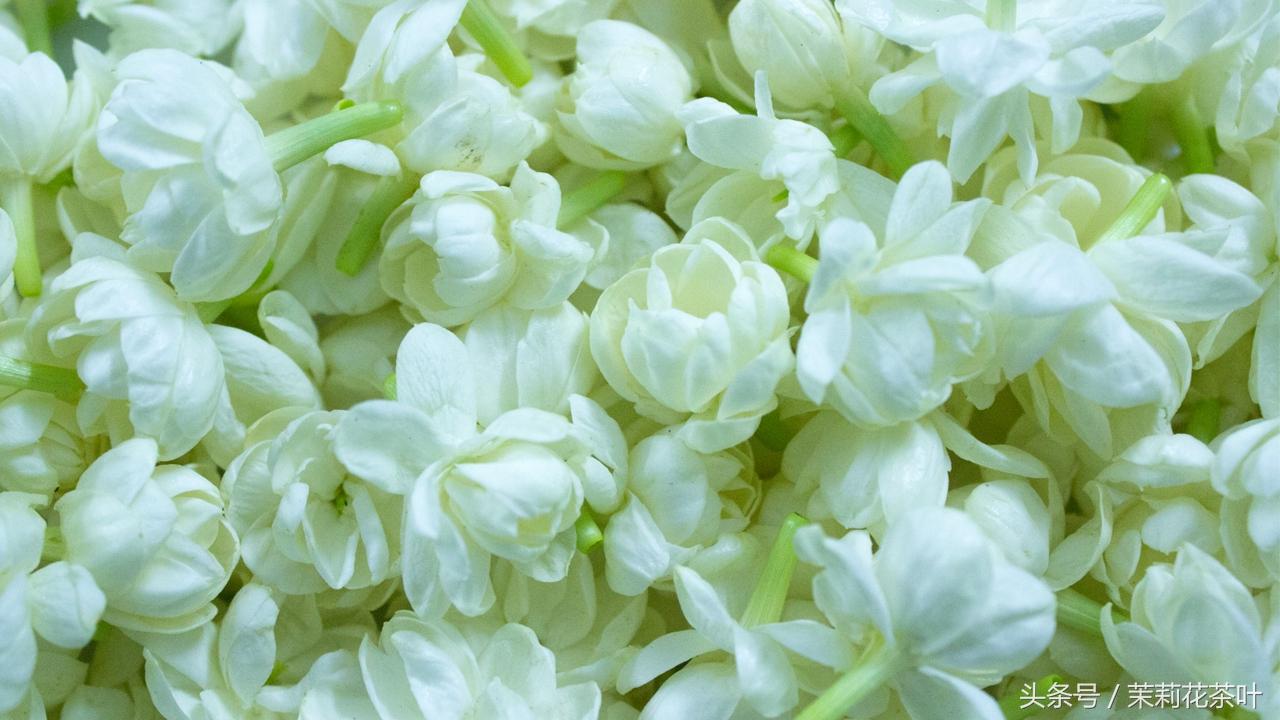 茉莉花茶是绿茶吗(茉莉花茶是什么茶)插图1