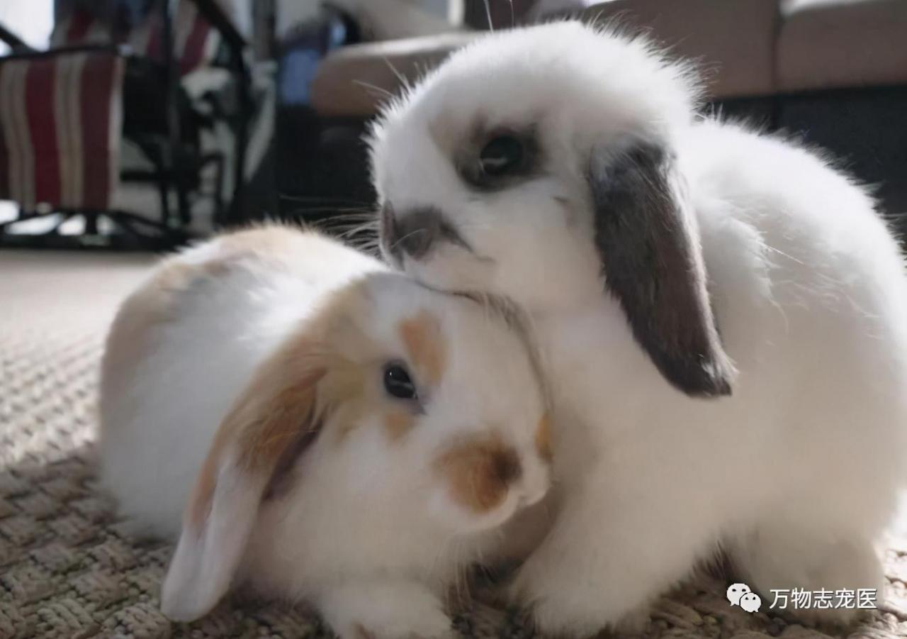 感觉兔子能听懂人的话(没人听过兔子说的话)插图4 感觉兔子能听懂人的话(没人听过兔子说的话)插图4