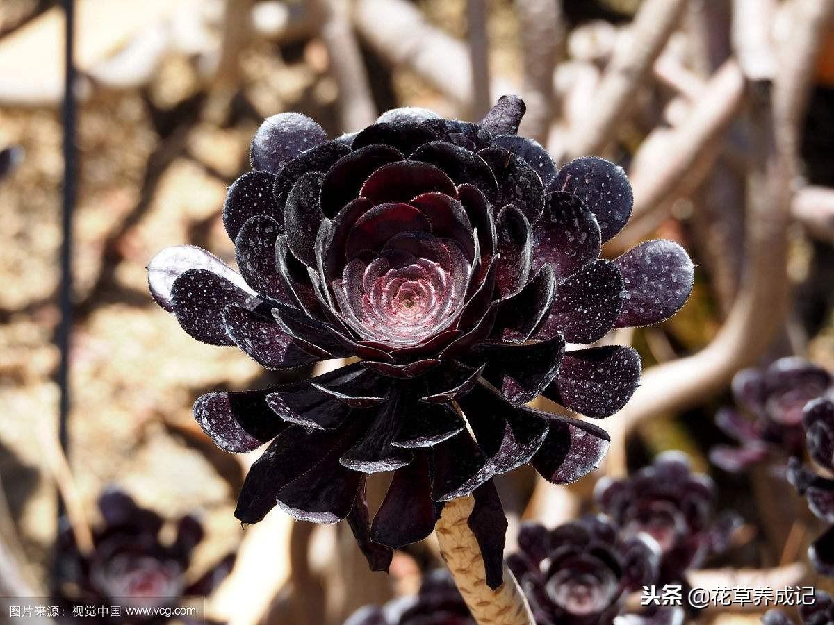 黑法师怎么砍头扦插成活率高(黑法师扦插方法)插图2 黑法师怎么砍头扦插成活率高(黑法师扦插方法)插图2