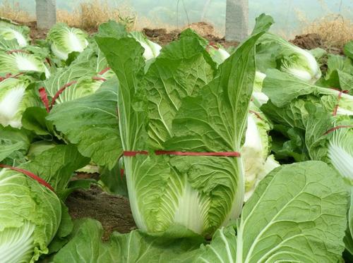 十大印度蔬菜排行榜(十大降火蔬菜排行榜)插图1