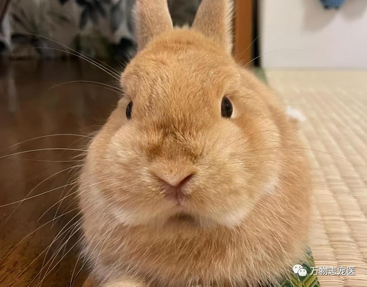 感觉兔子能听懂人的话(没人听过兔子说的话)插图8 感觉兔子能听懂人的话(没人听过兔子说的话)插图8