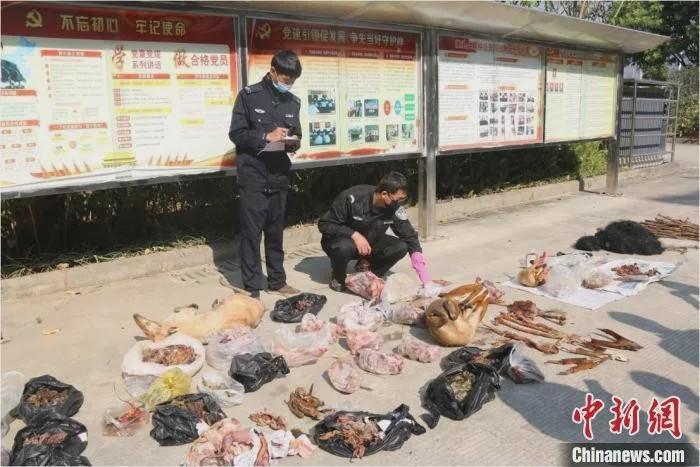 果子狸是什么动物(果子狸和水鱼鞭是什么)插图16
