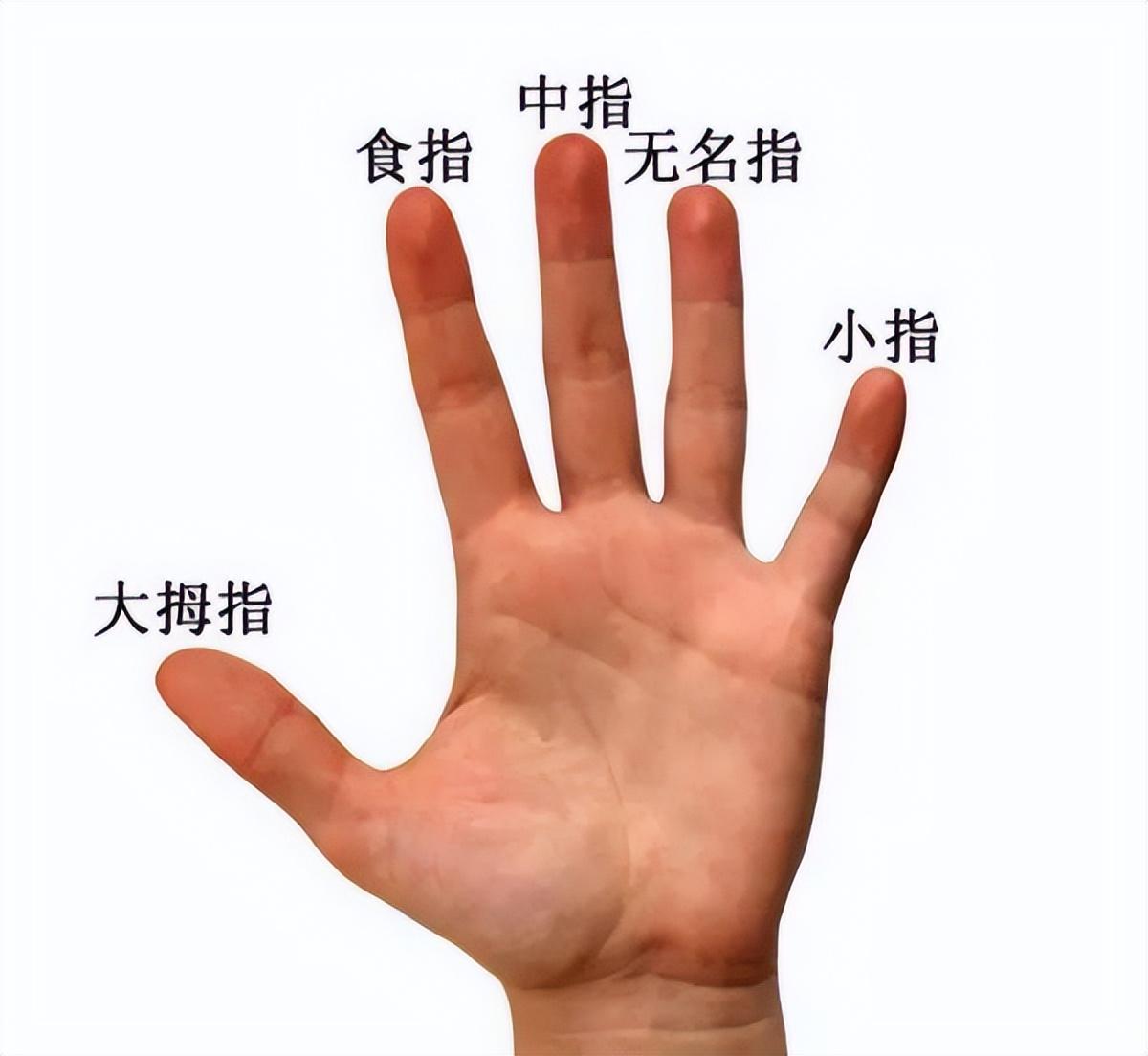 无名指是哪个手指(无名指是哪只手指)
