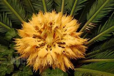 十大最罕见植物排行榜(吸甲醛植物十大排行榜)