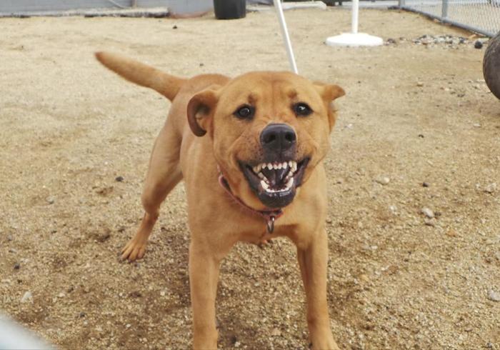 咬人的狗不叫(咬人的狗不叫是真的吗)插图1 咬人的狗不叫(咬人的狗不叫是真的吗)插图1