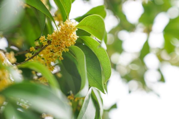 桂花时节是几月(桂花节是几月)插图