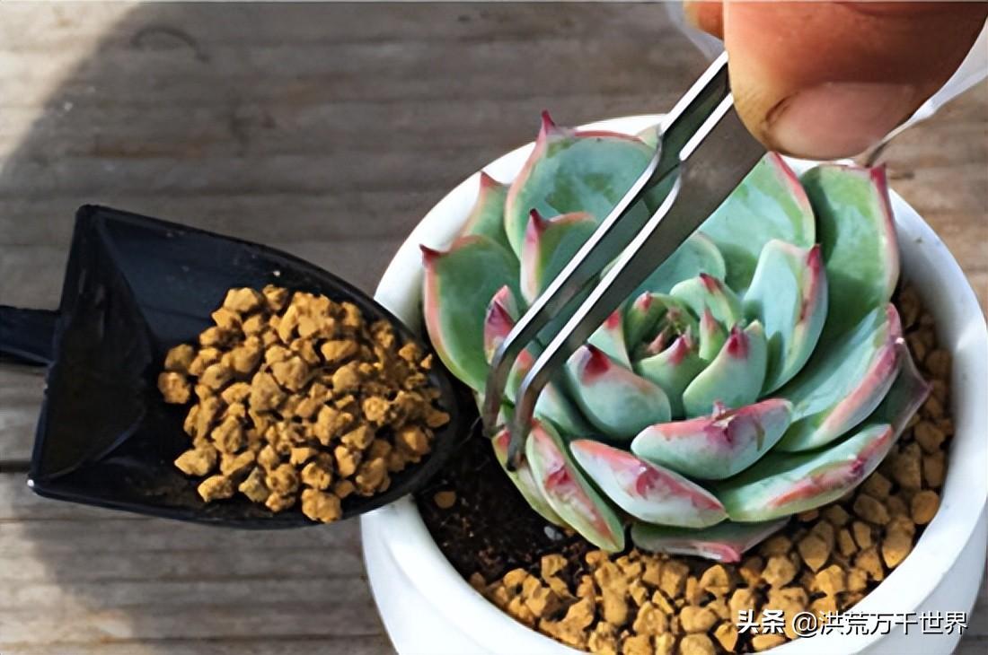 多肉移盆方法(多肉移盆方法图解)插图2