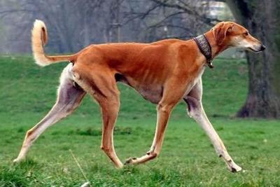 十大凶残猎犬排行榜(中国十大猎犬排行榜)插图1