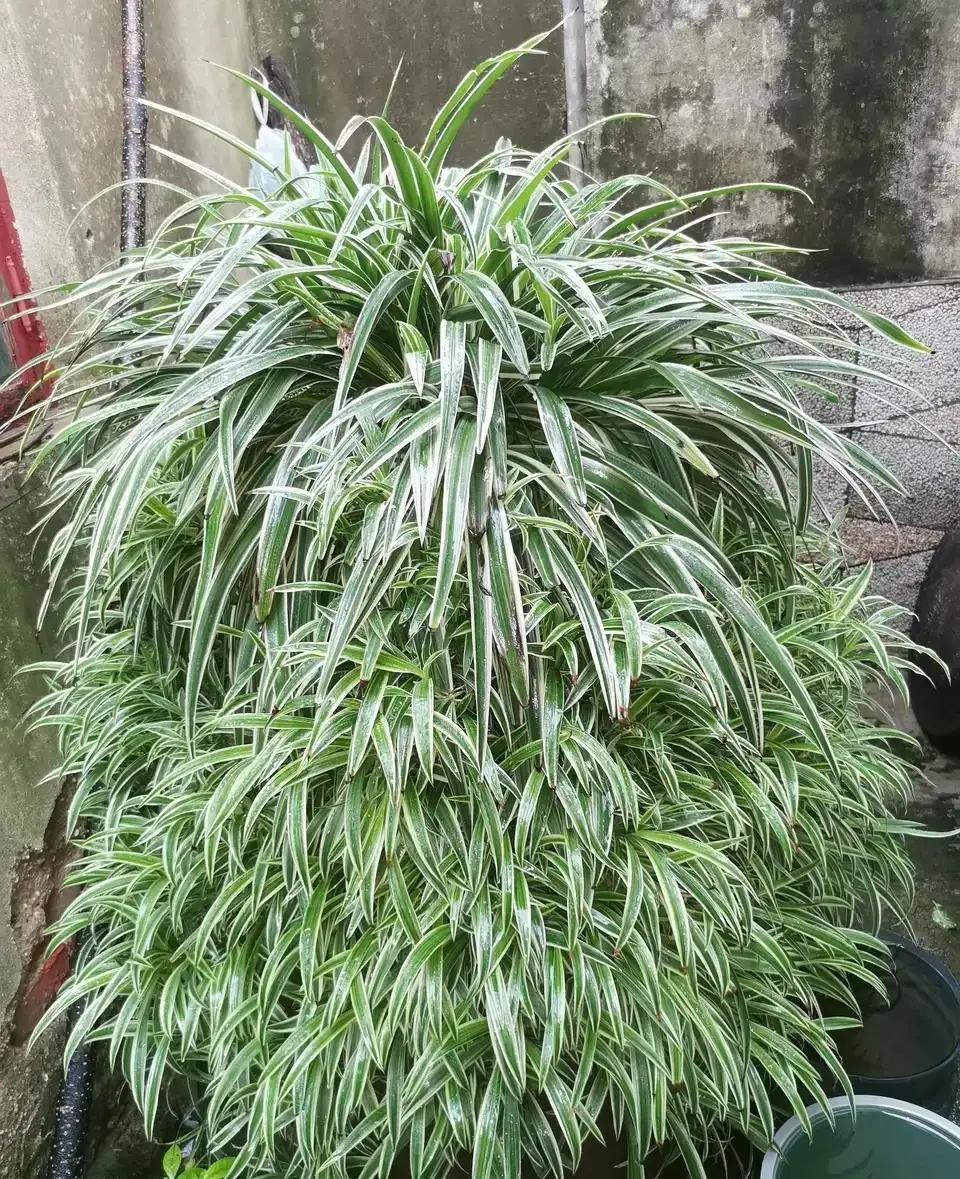 什么花可以吸甲醛(什么花防甲醛最好养)插图1