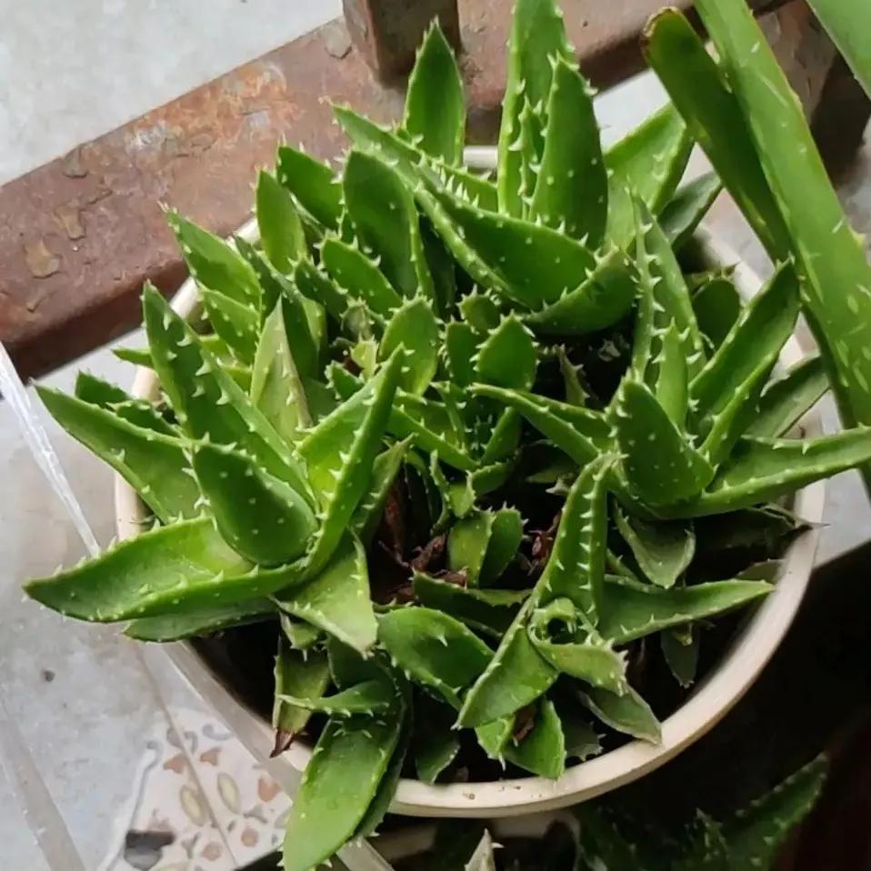 什么花可以吸甲醛(什么花防甲醛最好养)插图6