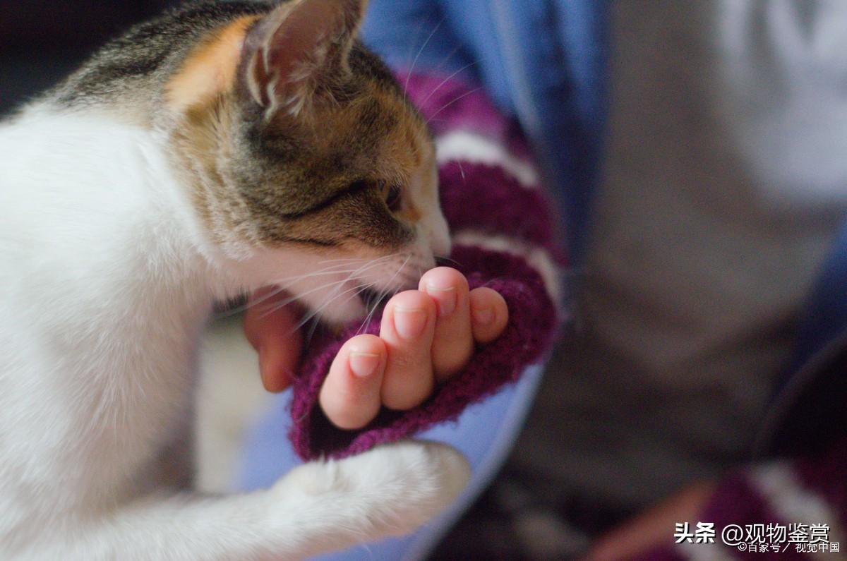 小猫吃人吃的东西有哪些注意事项(领养小猫注意事项)