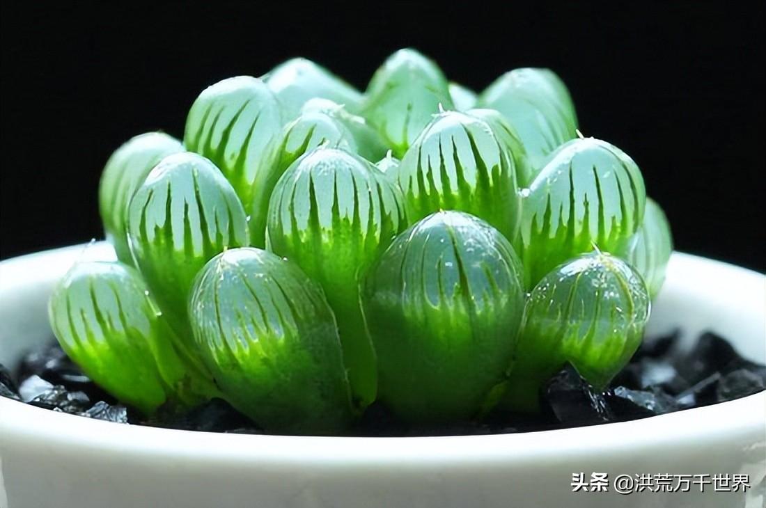 养多肉植物的方法(多肉植物怎么养的)插图2 养多肉植物的方法(多肉植物怎么养的)插图2