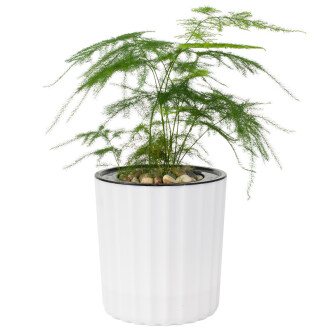 十大阳性植物排行榜(植物洗发露十大排行榜)插图1