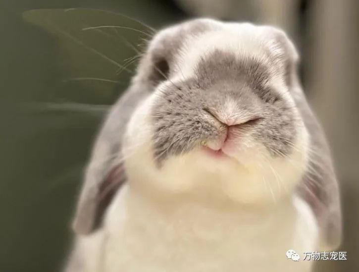 感觉兔子能听懂人的话(没人听过兔子说的话)插图 感觉兔子能听懂人的话(没人听过兔子说的话)插图