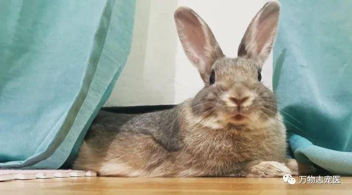 感觉兔子能听懂人的话(没人听过兔子说的话)插图6 感觉兔子能听懂人的话(没人听过兔子说的话)插图6