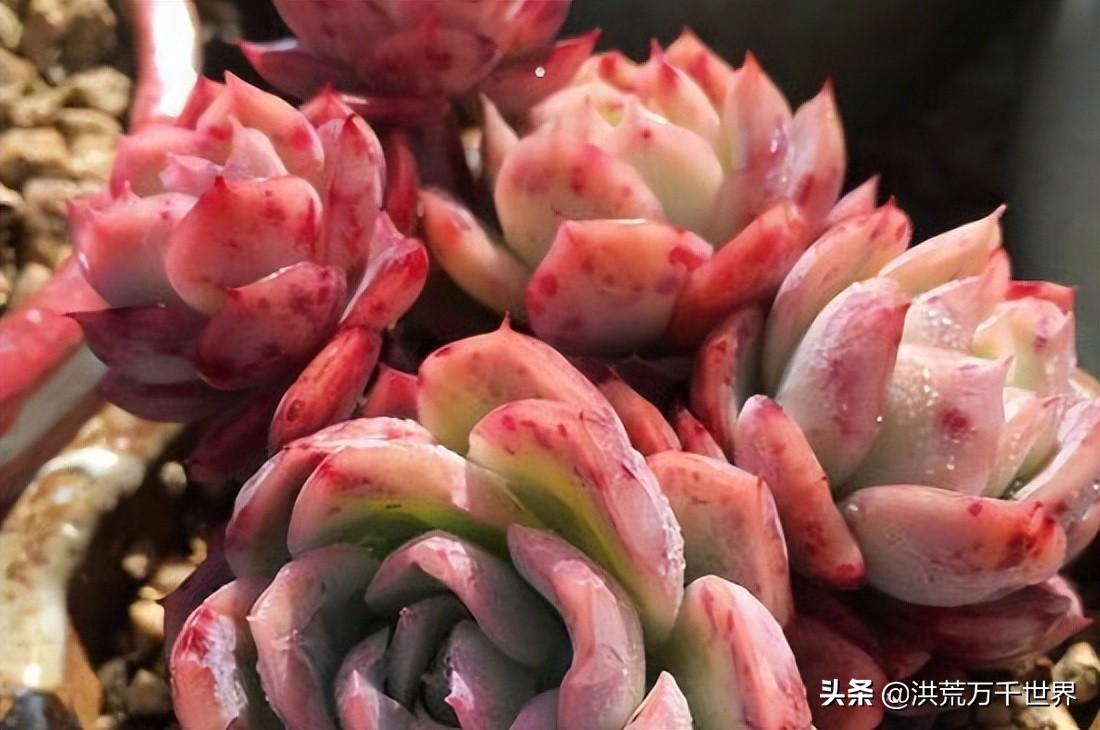 养多肉植物的方法(多肉植物怎么养的)