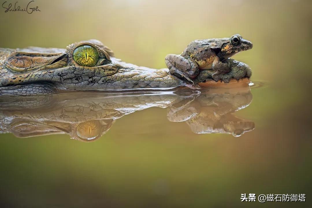 鳄鱼的眼泪传说(鳄鱼的眼泪小说)插图